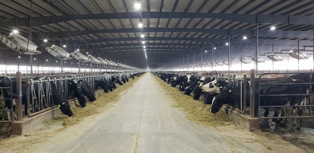 Panoramic photo of a dairy farm feeding barn. Many cows can be seen feeding down an aisle.